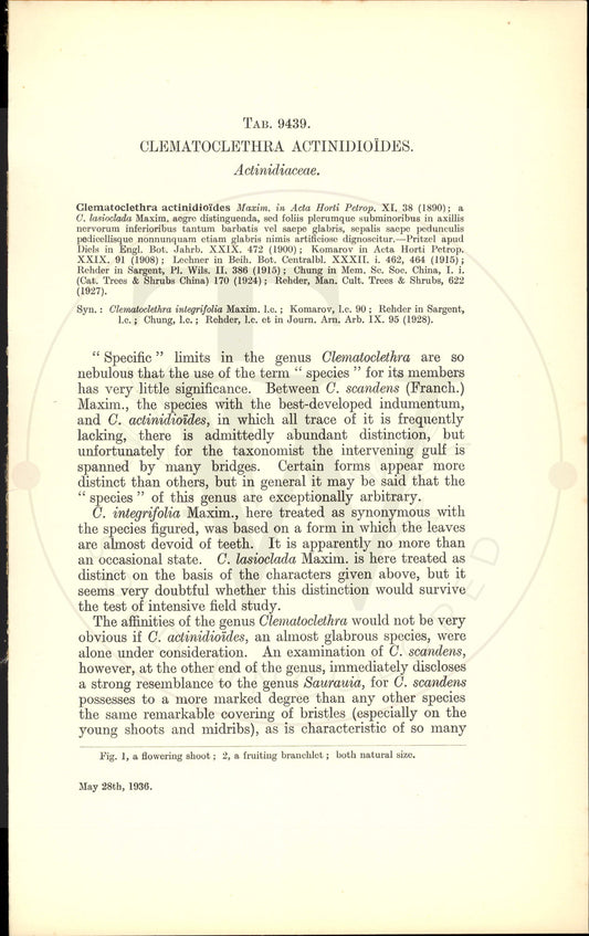 Plate 9439 - Botanical Print