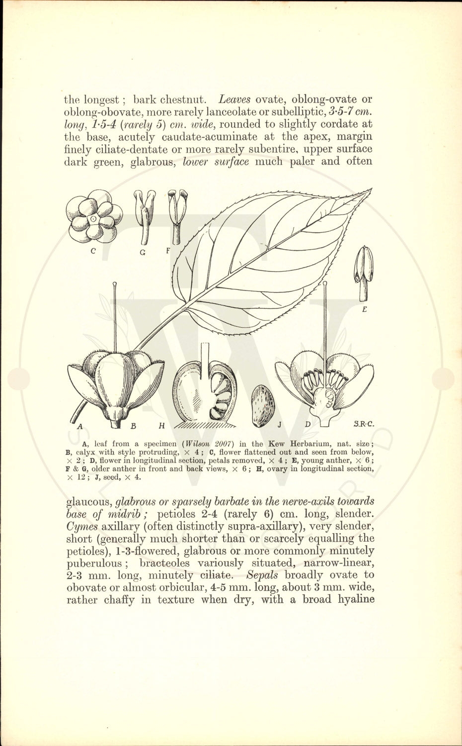 Plate 9439 - Botanical Print