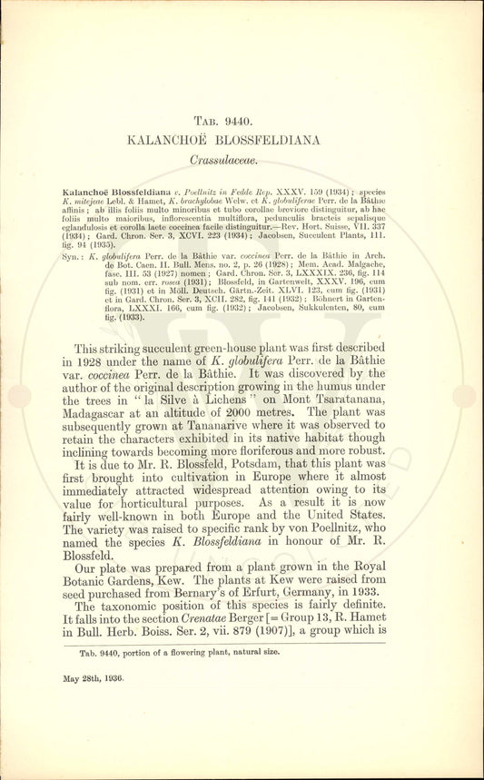 Plate 9440 - Kalanchoe blossfeldiana