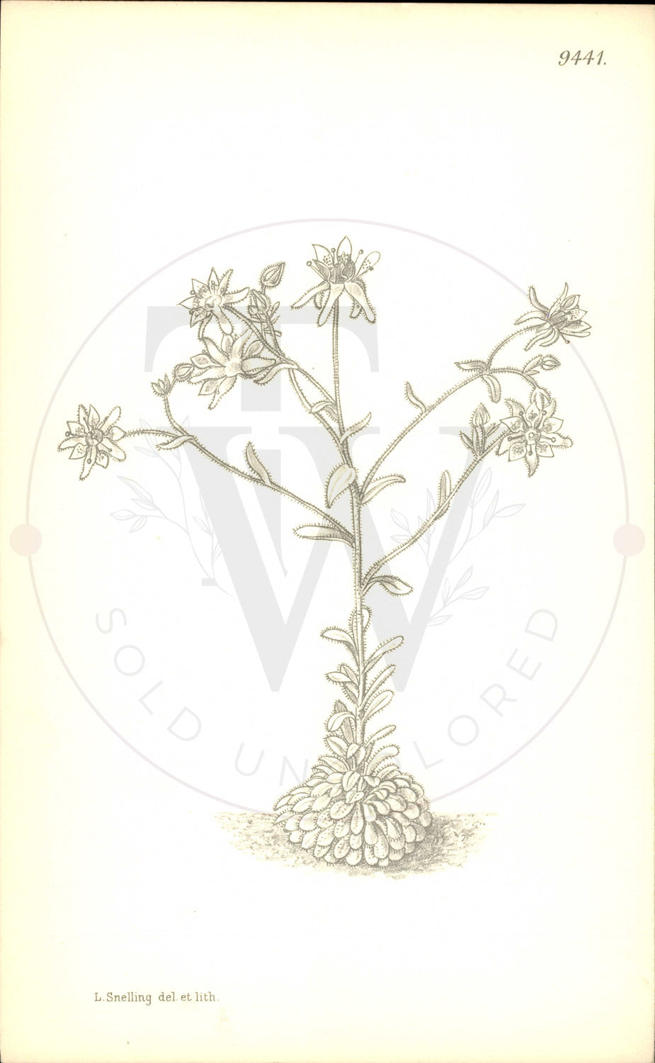Plate 9441 - Saxifraga signata