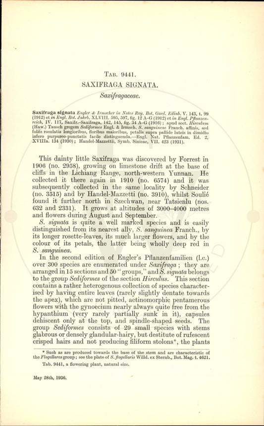 Plate 9441 - Saxifraga signata