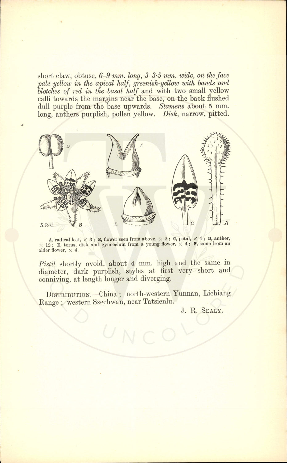 Plate 9441 - Saxifraga signata