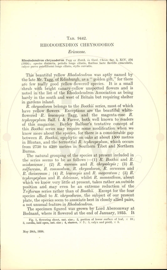 Plate 9442 - Rhododendron chrysodoron