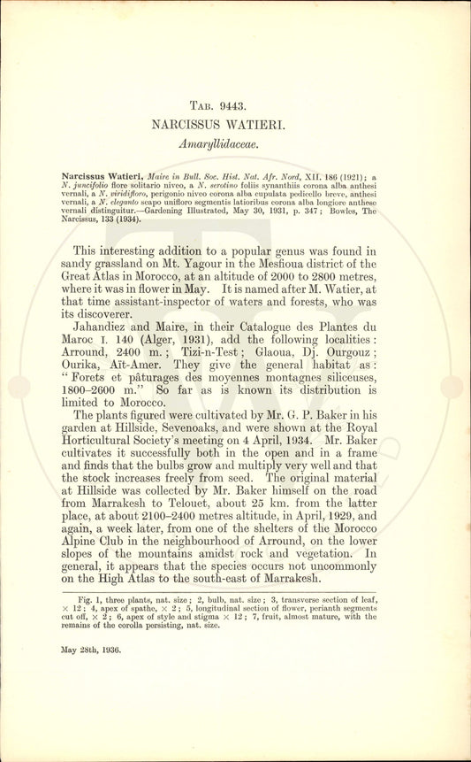Plate 9443 - Narcissus watieri