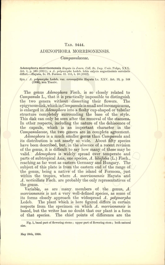 Plate 9444 - Adenophora morrisonensis