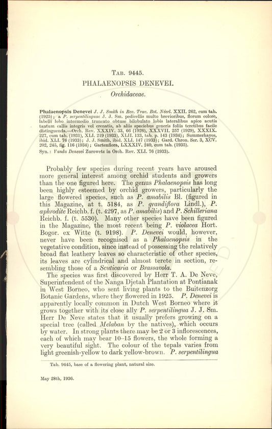 Plate 9445 - Phalaenopsis denevei