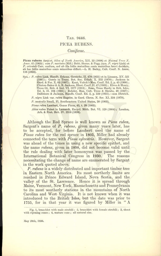 Plate 9446 - Picea rubens