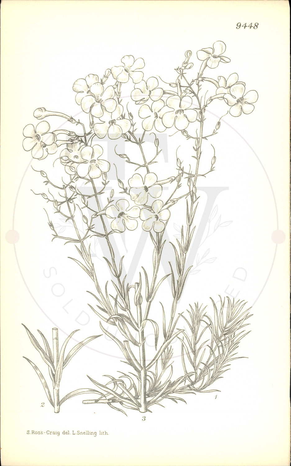 Plate 9448 - Penstemon ambiguus