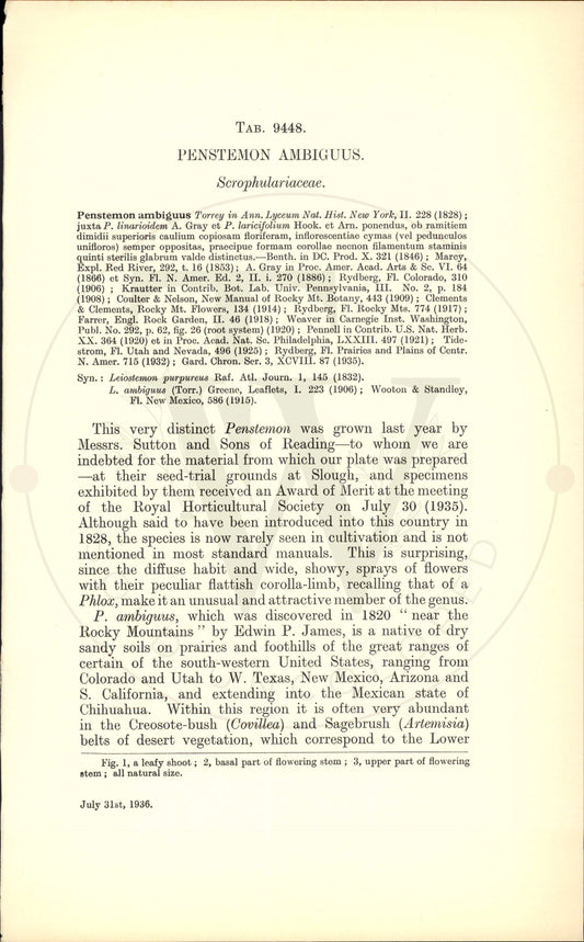 Plate 9448 - Penstemon ambiguus