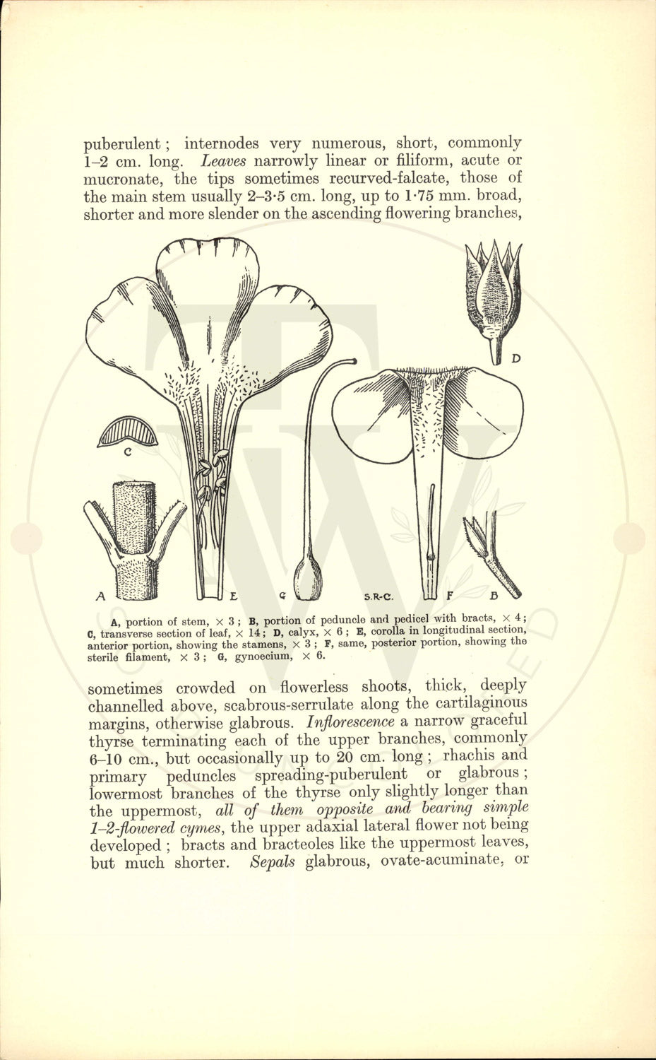 Plate 9448 - Penstemon ambiguus