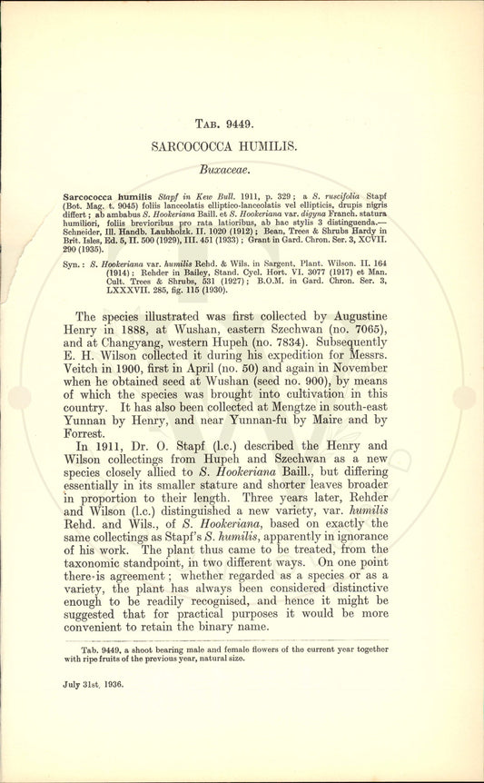 Plate 9449 - Sarcococca humilis