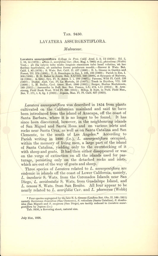 Plate 9450 - Lavatera assurgentiflora