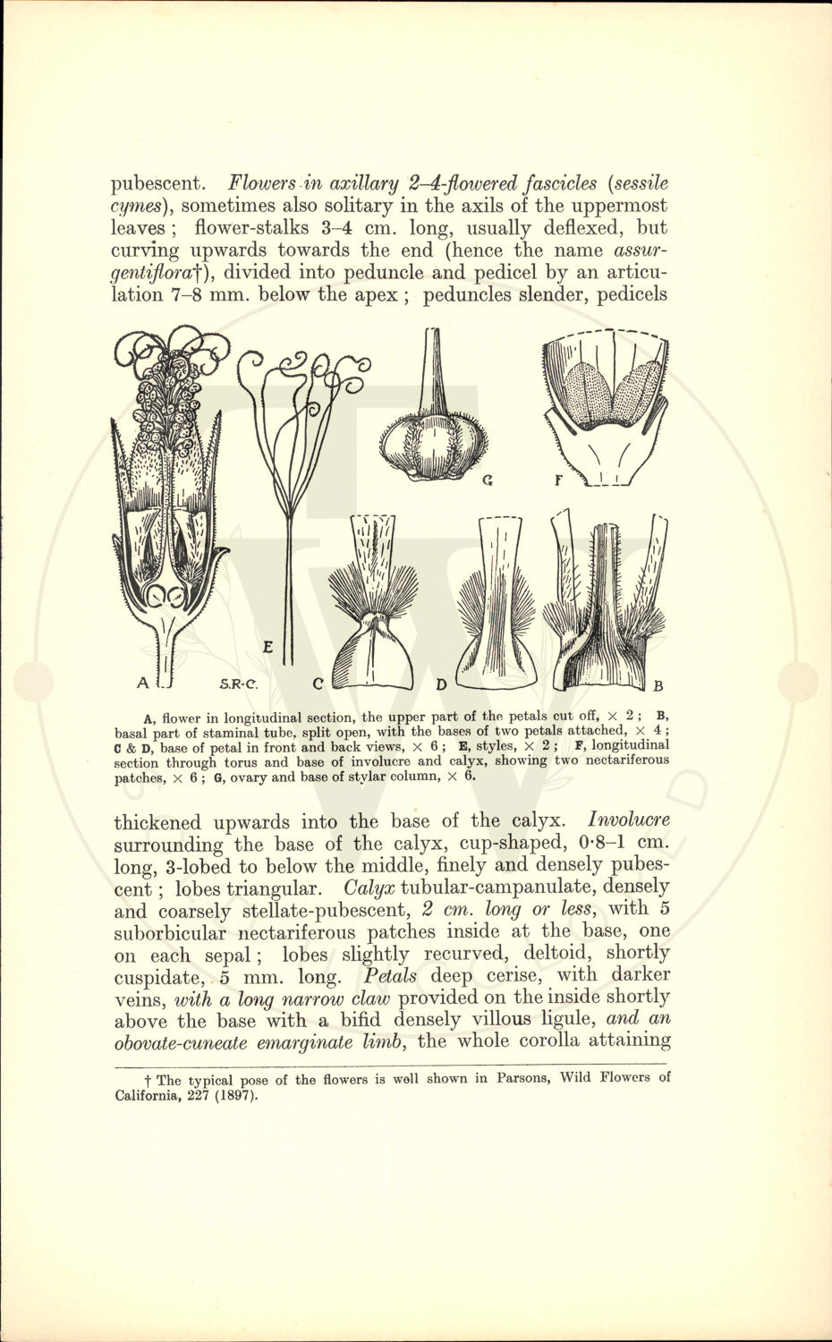 Plate 9450 - Lavatera assurgentiflora