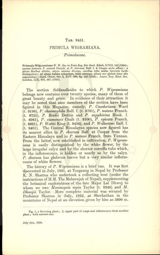Plate 9451 - Primula wigramiana