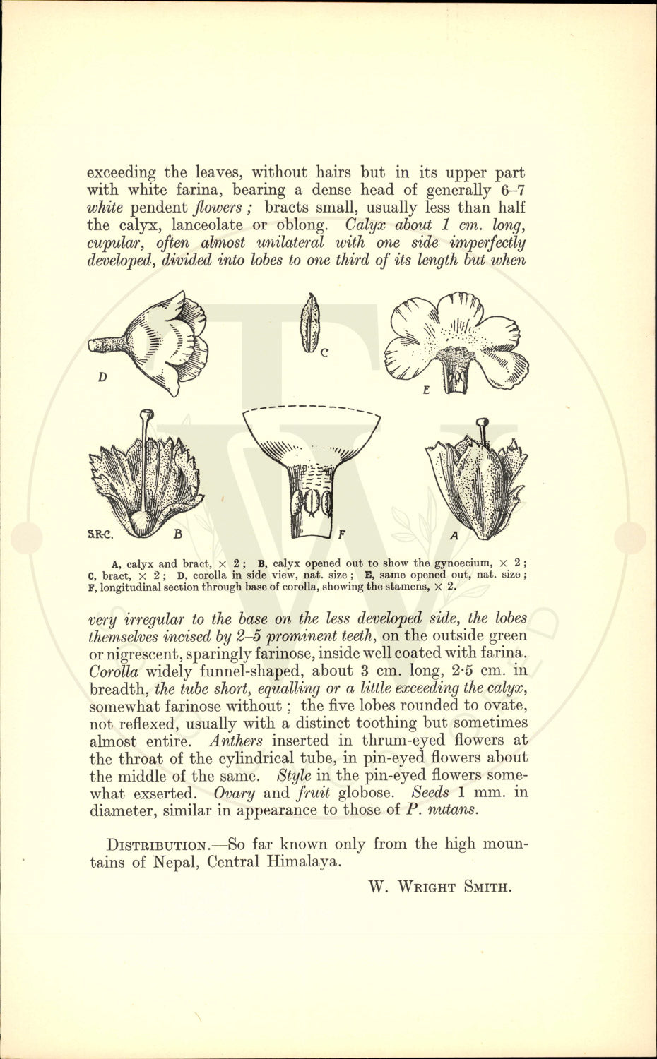 Plate 9451 - Primula wigramiana