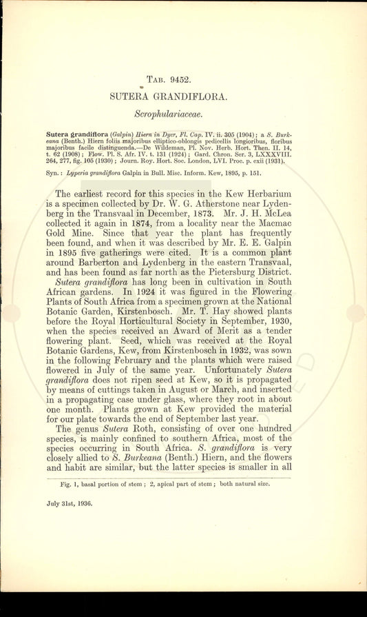 Plate 9452 - Sutera grandiflora