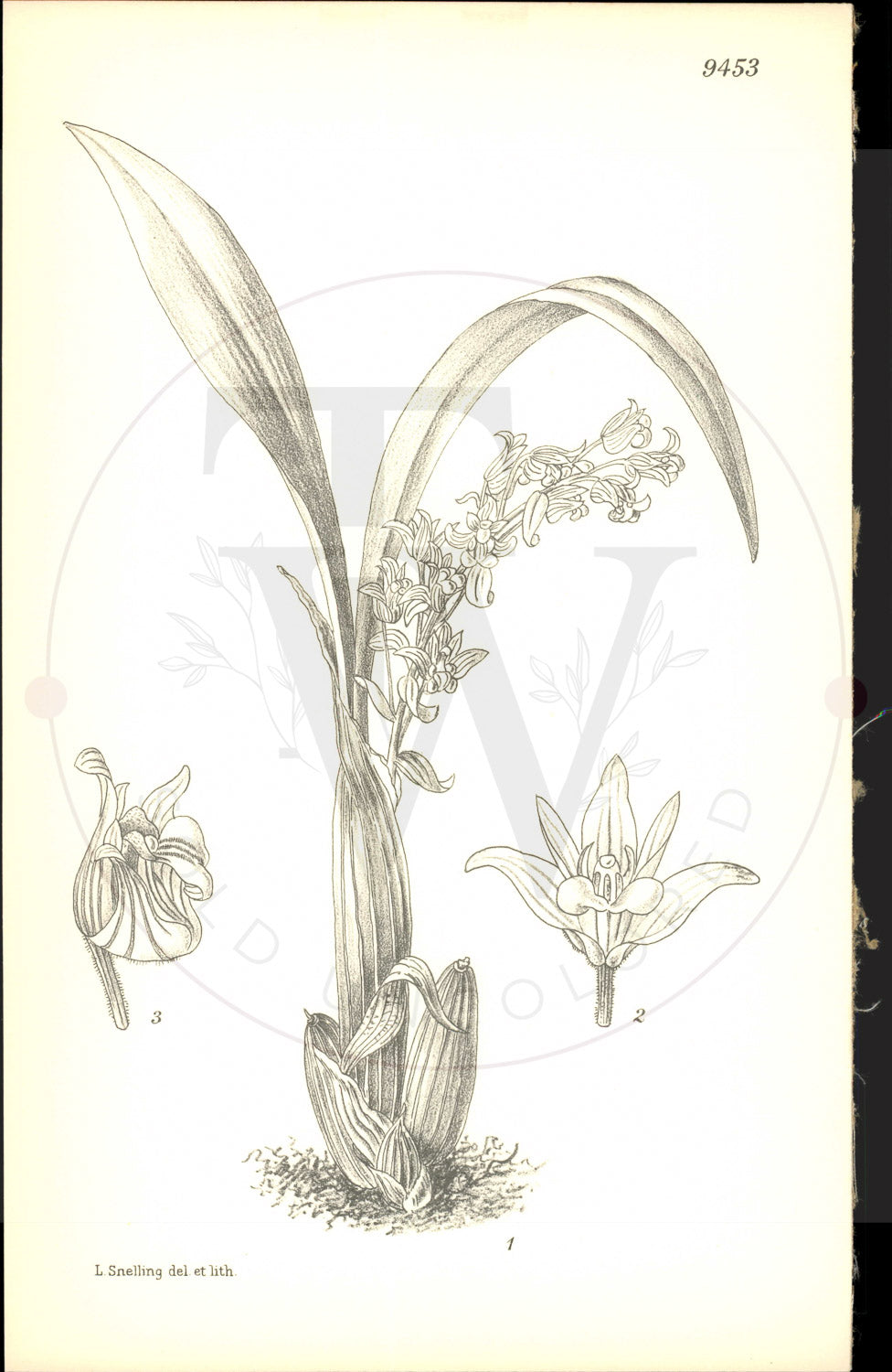 Plate 9453 - Eria amica