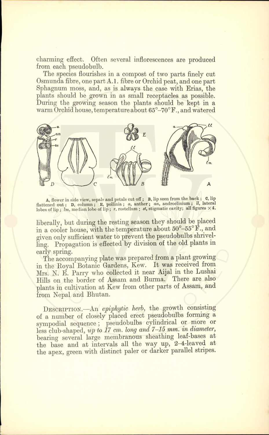 Plate 9453 - Eria amica