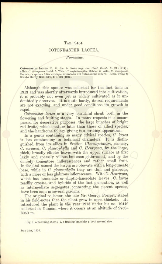 Plate 9454 - Cotoneaster lactea