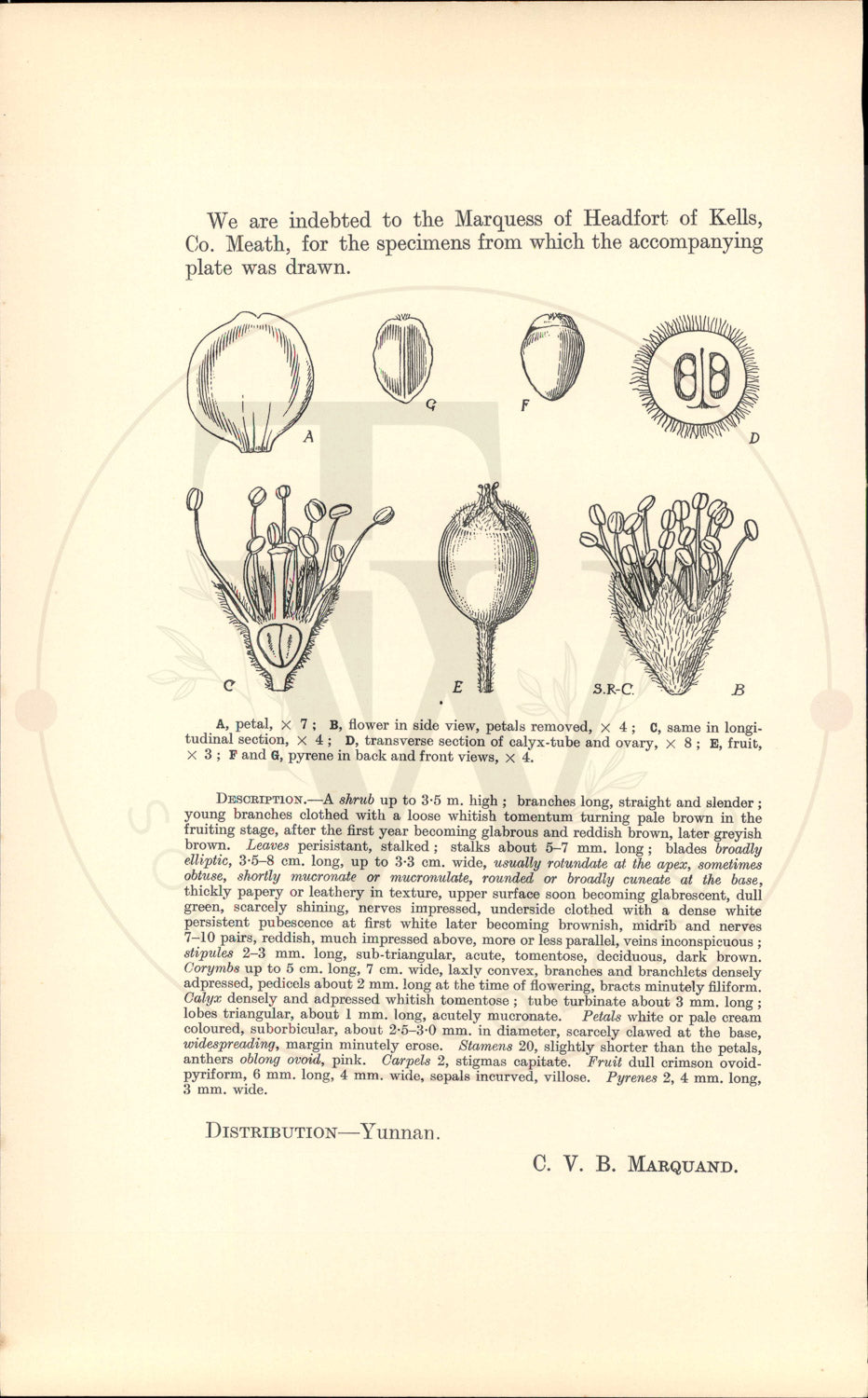 Plate 9454 - Cotoneaster lactea