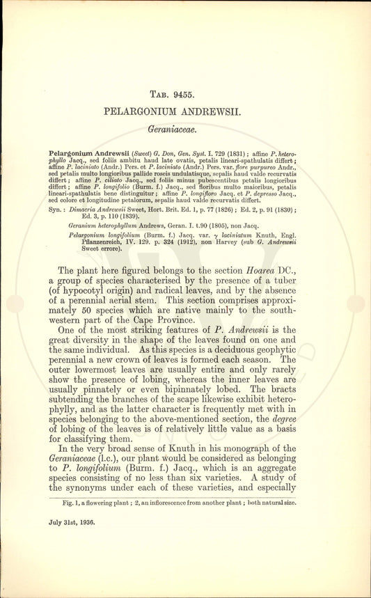 Plate 9455 - Pelargonium andrewsii