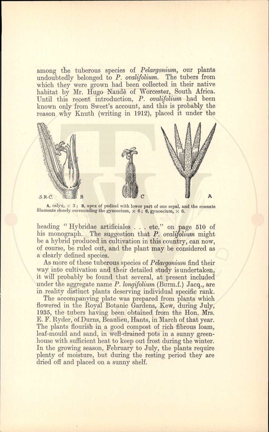 Plate 9455 - Pelargonium andrewsii