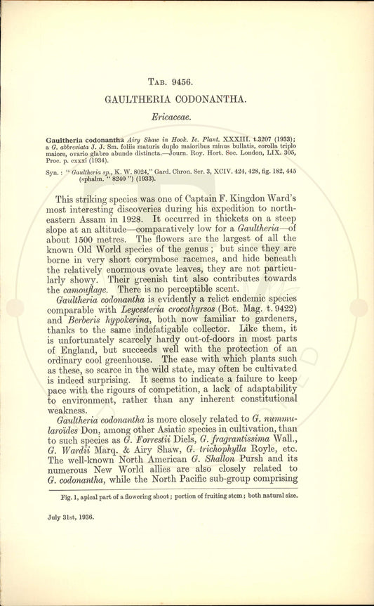 Plate 9456 - Gaultheria codonantha
