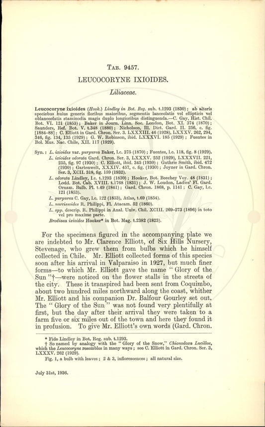 Plate 9457 - Leucocoryne ixioides