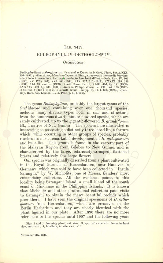 Plate 9459 - Bulbophyllum orthoglossum