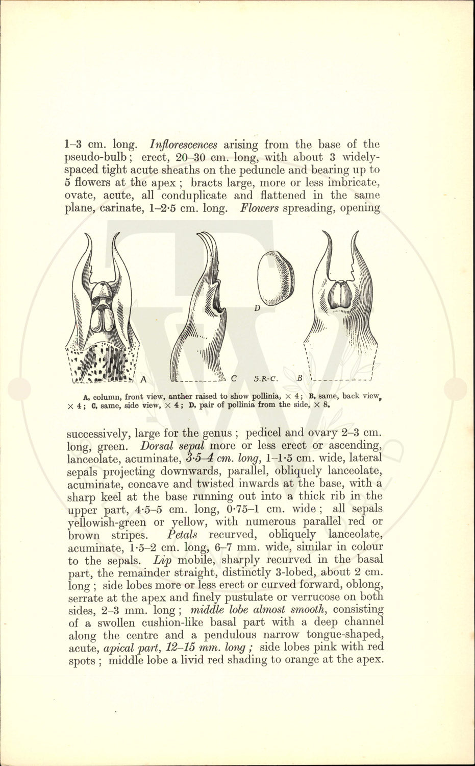 Plate 9459 - Bulbophyllum orthoglossum