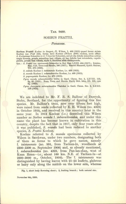 Plate 9460 - Sorbus prattii
