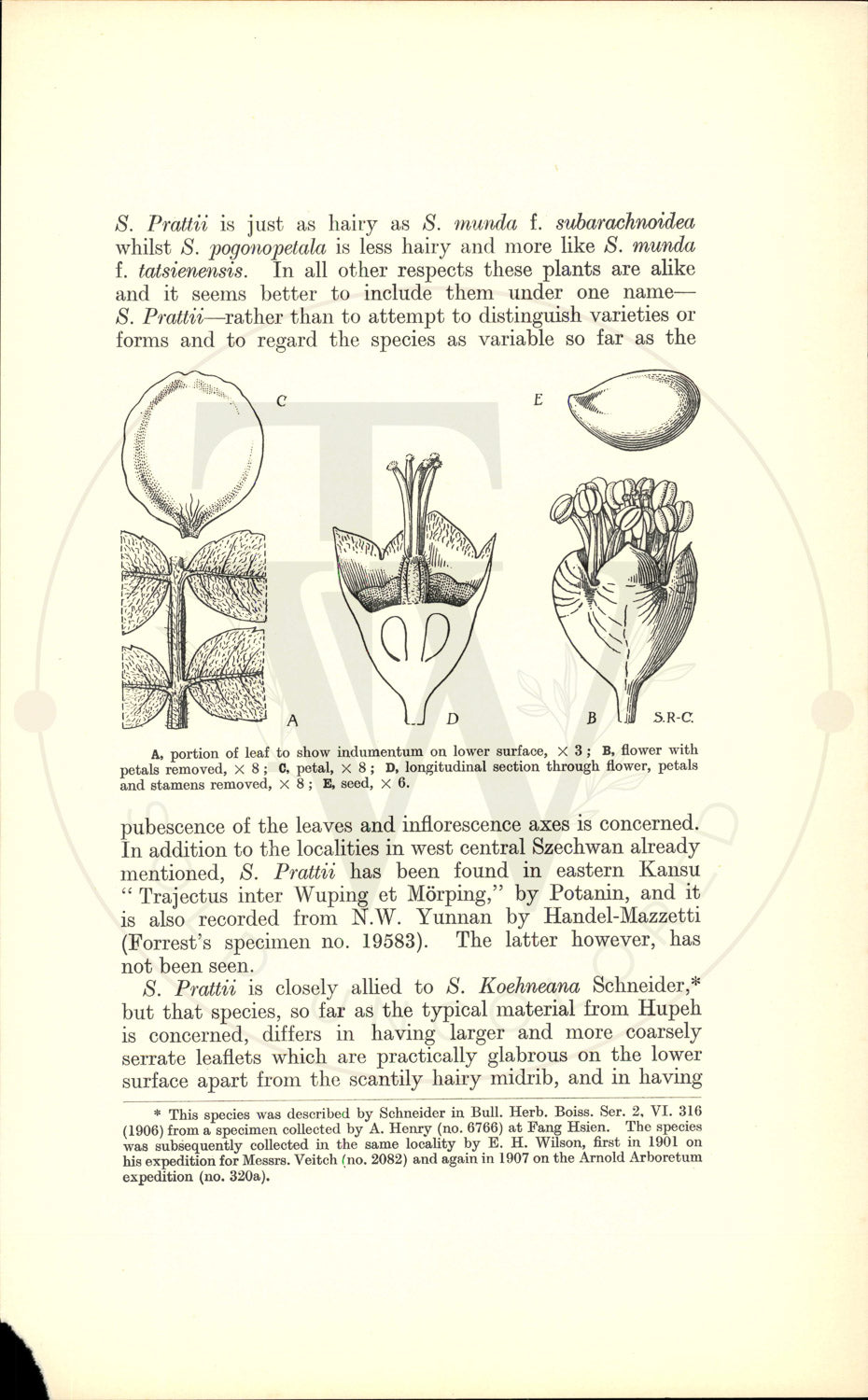 Plate 9460 - Sorbus prattii