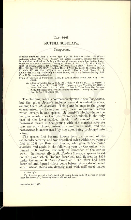 Plate 9461 - Mutisia subulata