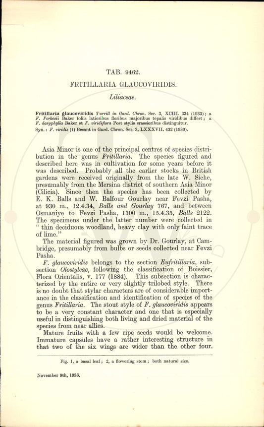 Plate 9462 - Fritillaria glaucoviridis