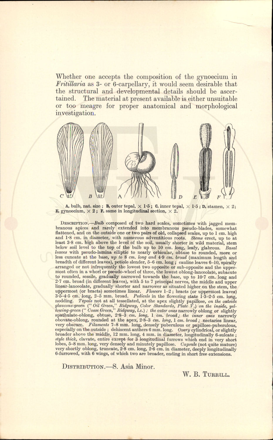 Plate 9462 - Fritillaria glaucoviridis