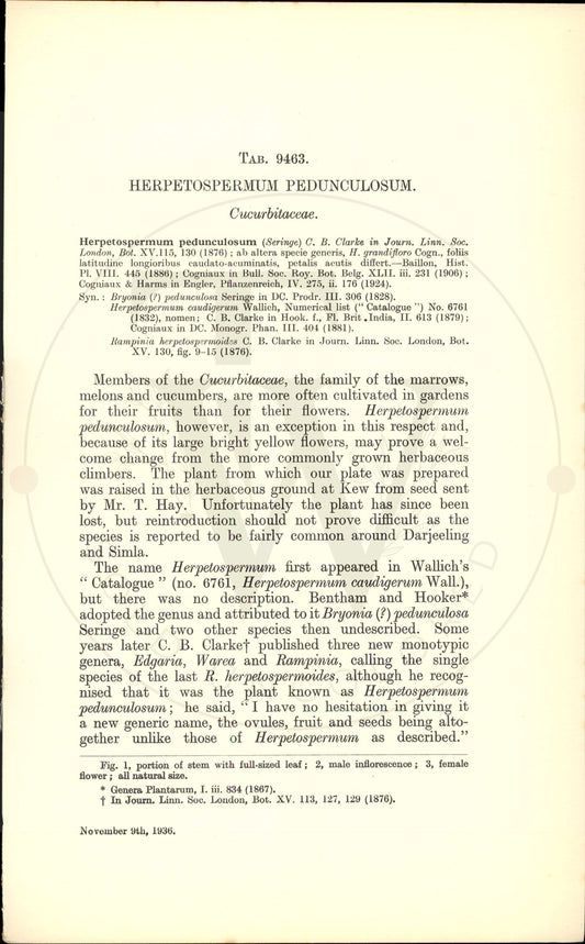 Plate 9463 - Herpetospermum pedunculosum