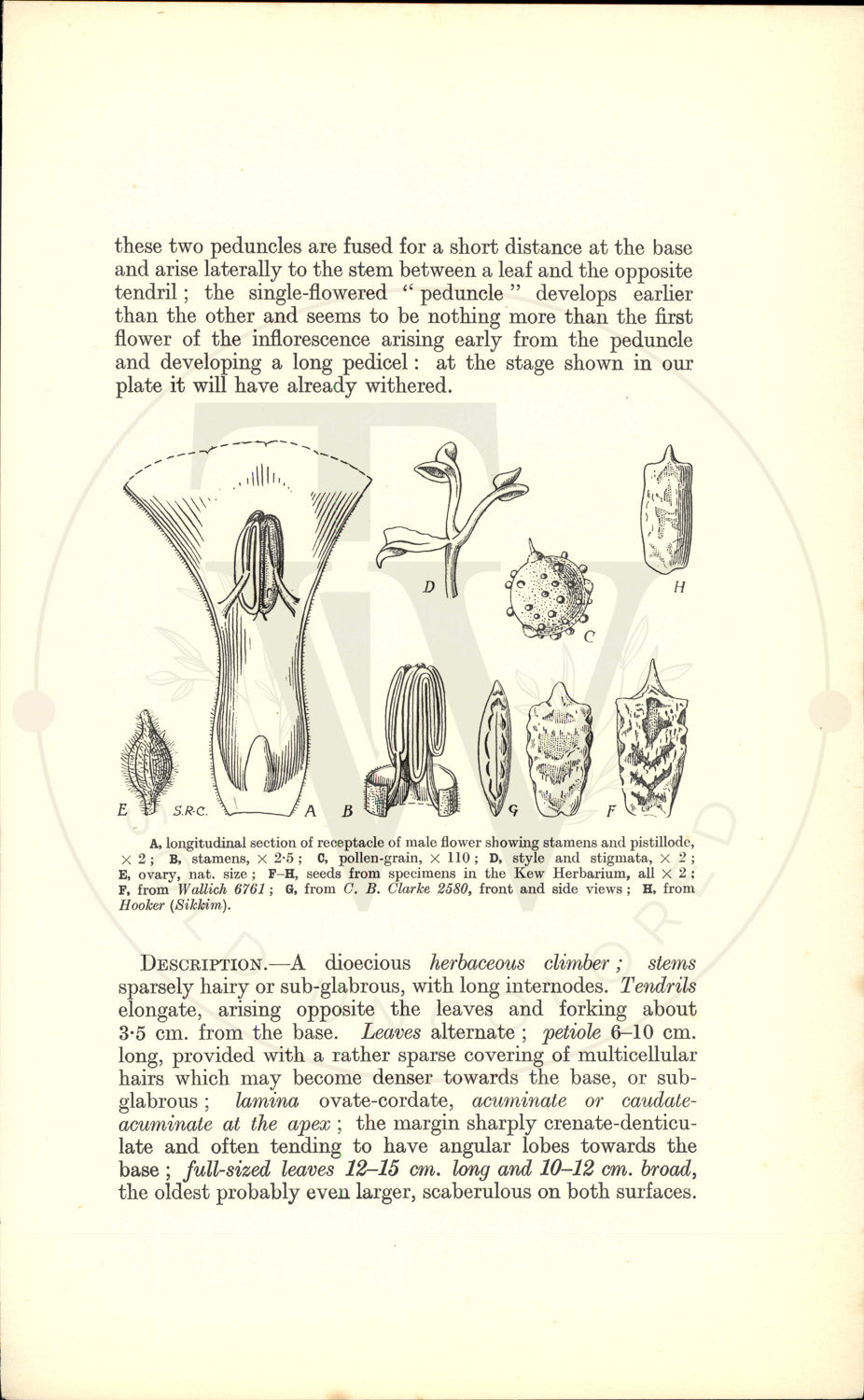 Plate 9463 - Herpetospermum pedunculosum