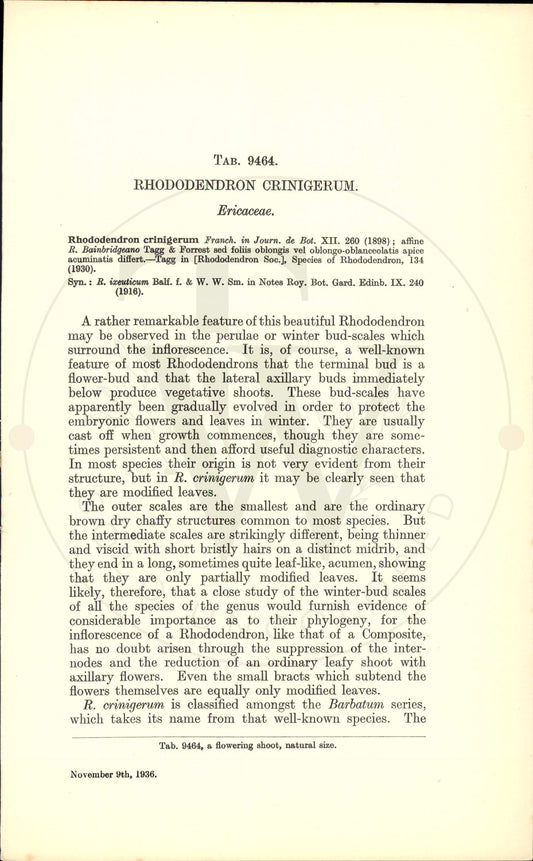Plate 9464 - Rhododendron crinigerum