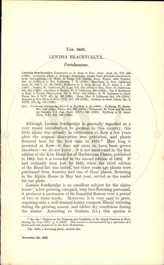 Plate 9465 - Lewisia brachycalyx