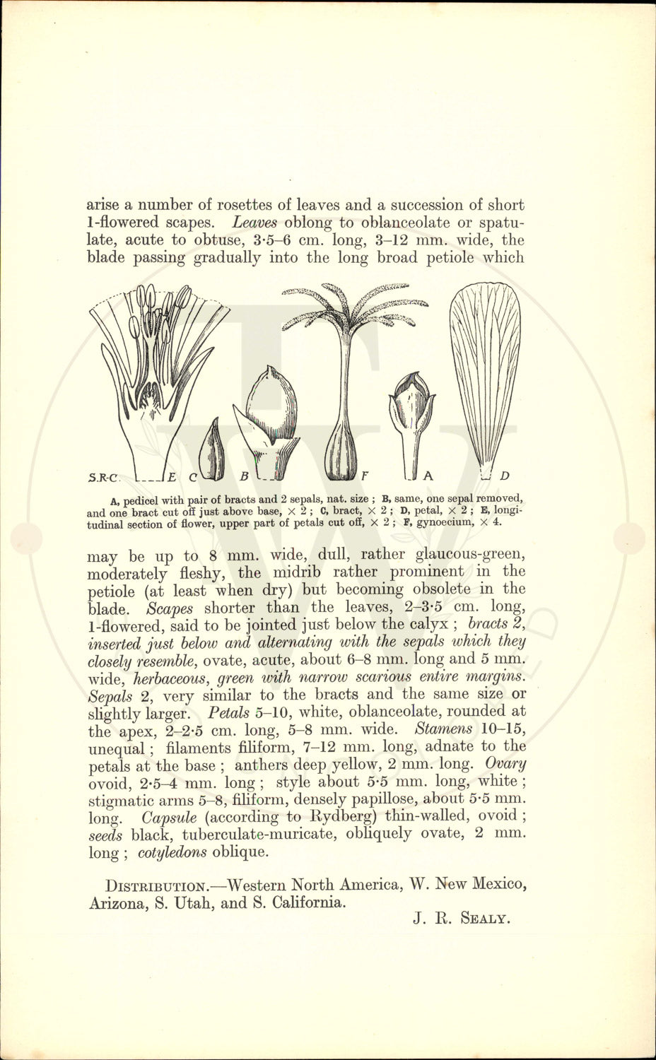 Plate 9465 - Lewisia brachycalyx