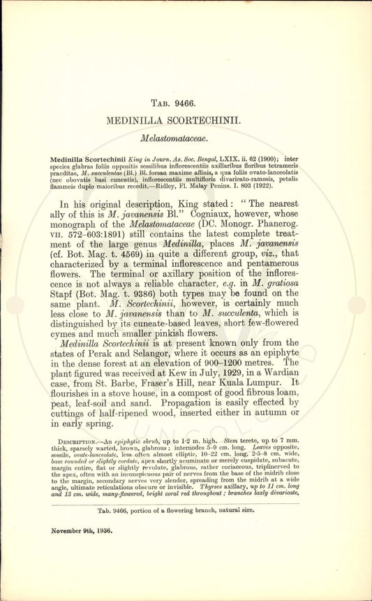 Plate 9466 - Medinilla scortechinii