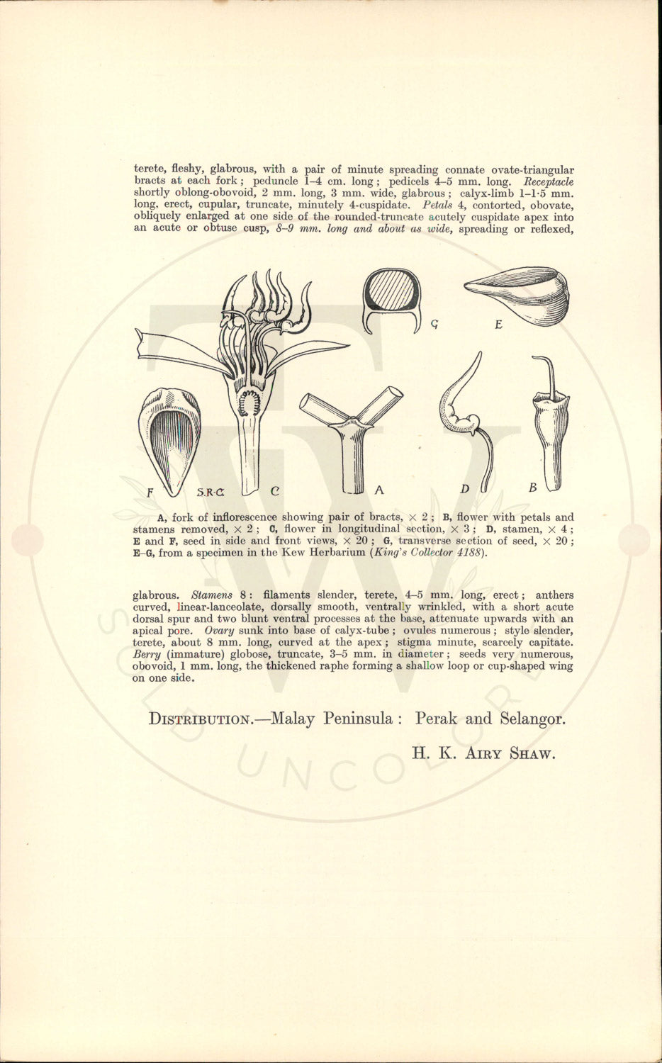 Plate 9466 - Medinilla scortechinii