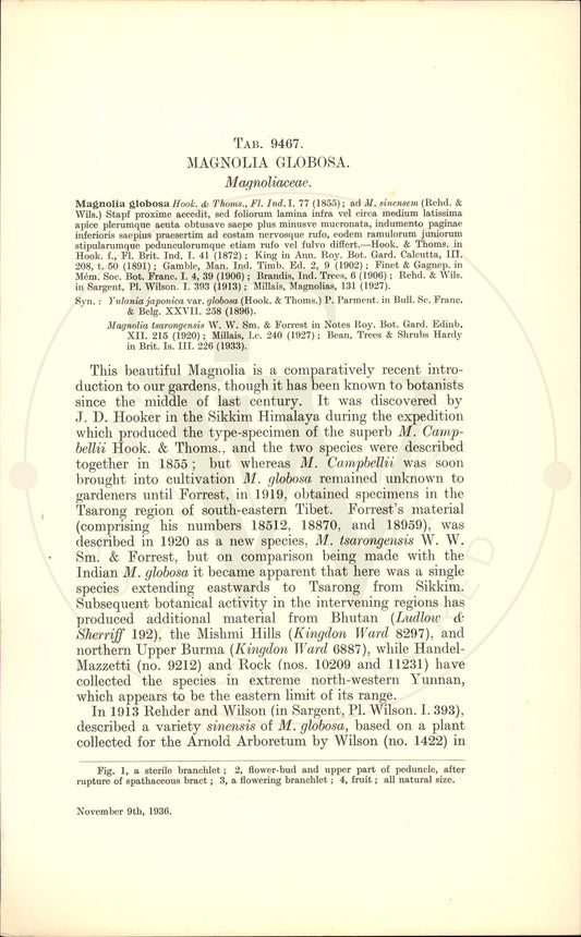 Plate 9467 - Magnolia globosa