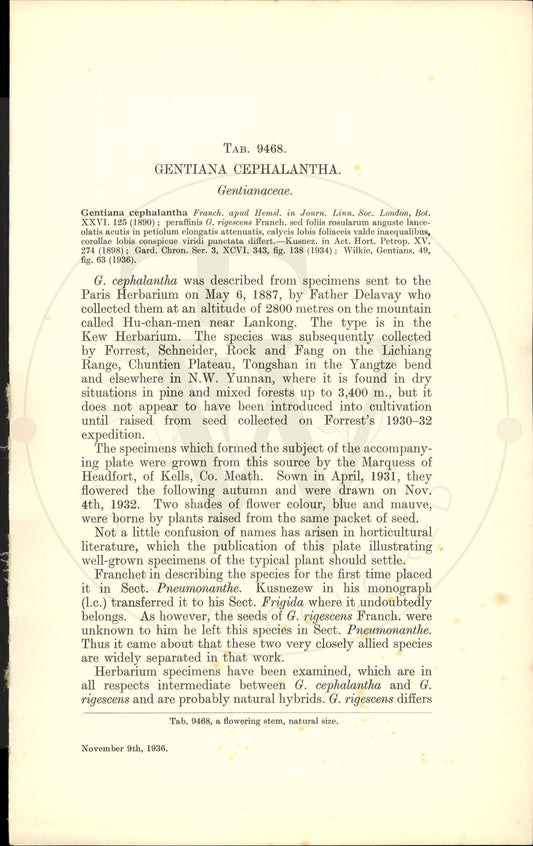 Plate 9468 - Gentiana cephalantha