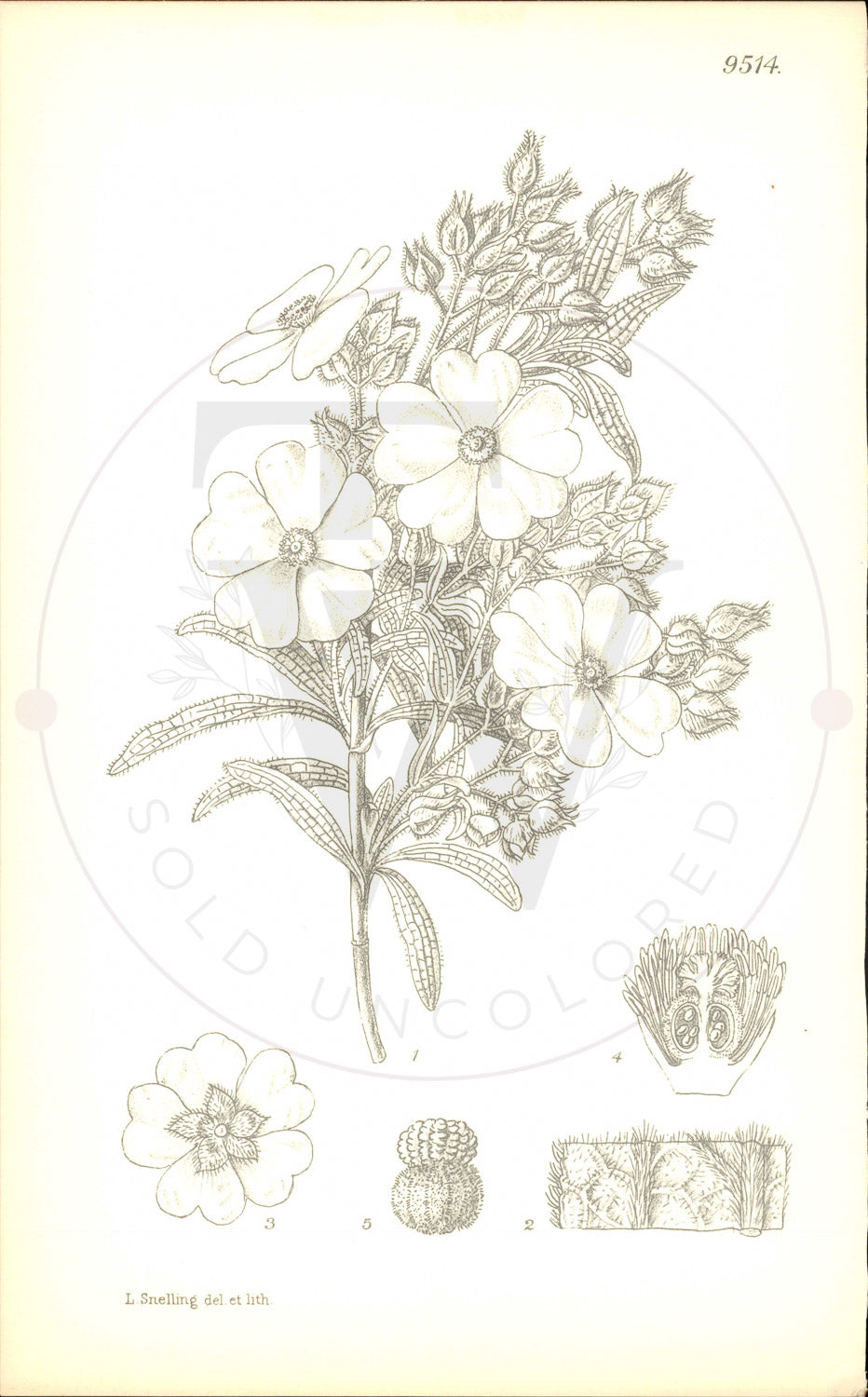 Plate 9514 - × cistus