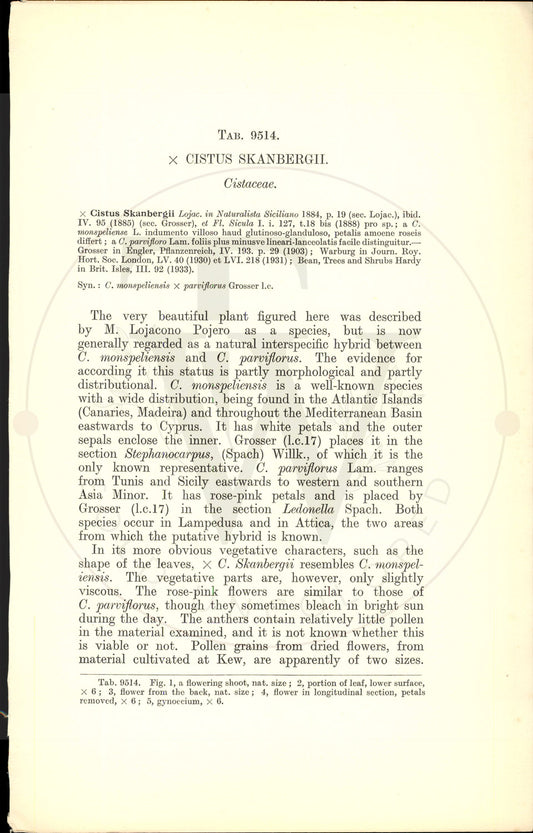 Plate 9514 - × cistus