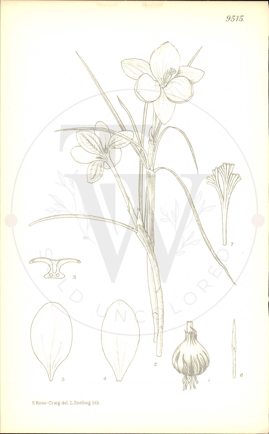 Plate 9515 - Crocus laevigatus