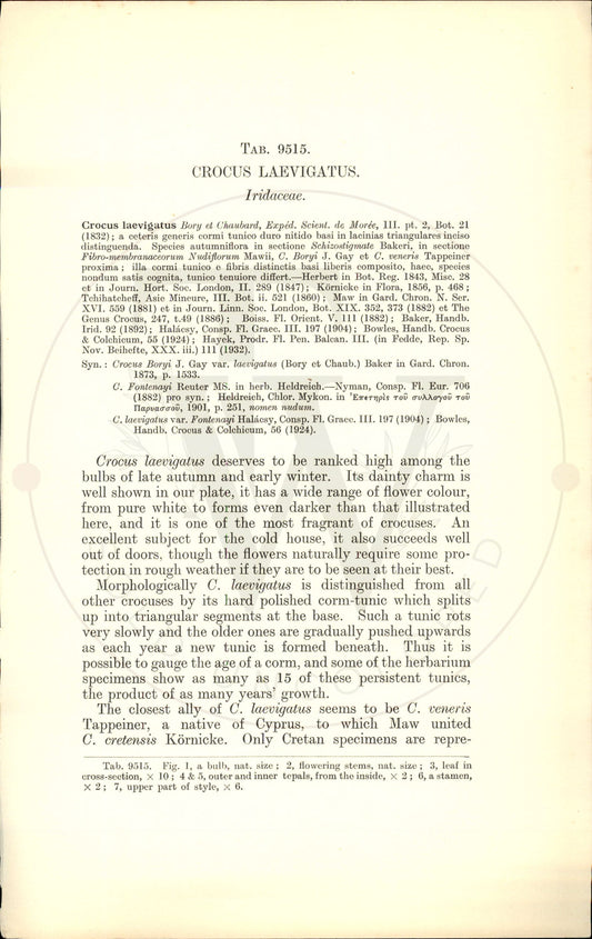 Plate 9515 - Crocus laevigatus
