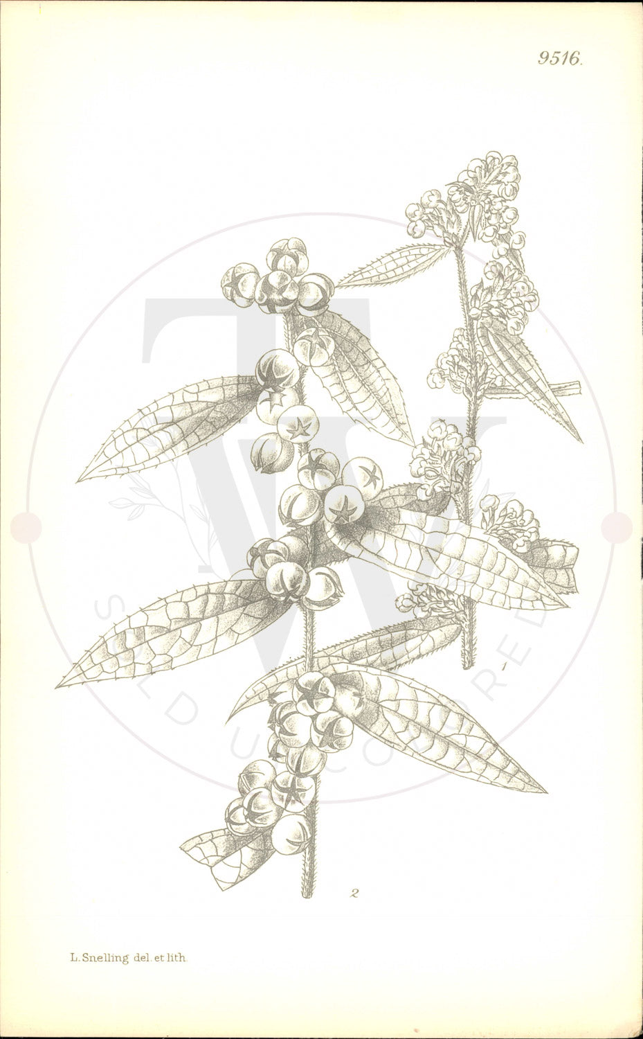 Plate 9516 - Gaultheria wardii