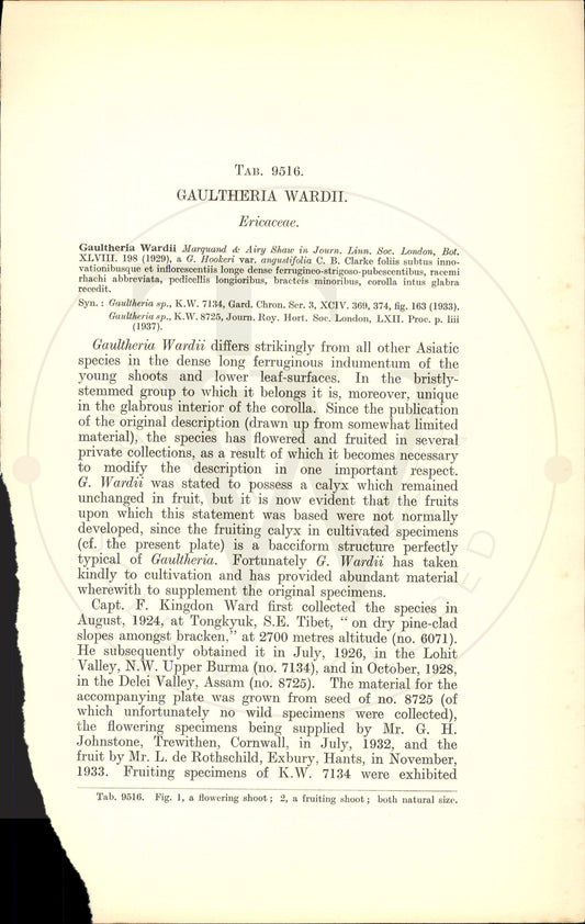 Plate 9516 - Gaultheria wardii